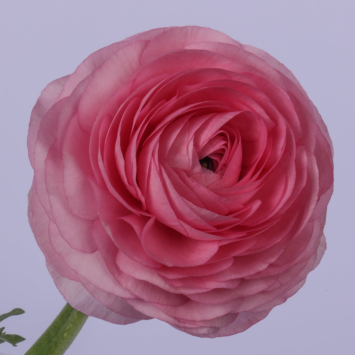 Italian Ranunculus 'Elegance Rosa Chiaro 300-18' - 25 SEEDS