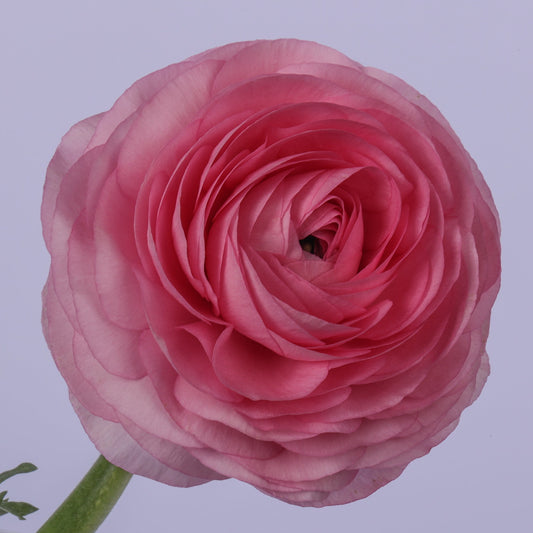 Italian Ranunculus 'Elegance Rosa Chiaro 300-18' - 25 SEEDS