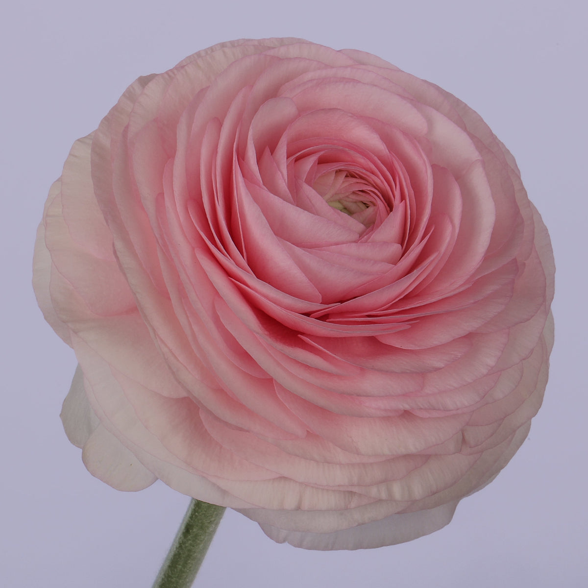 Italian Ranunculus 'Elegance Rosa Chiaro 448-18' - 25 SEEDS