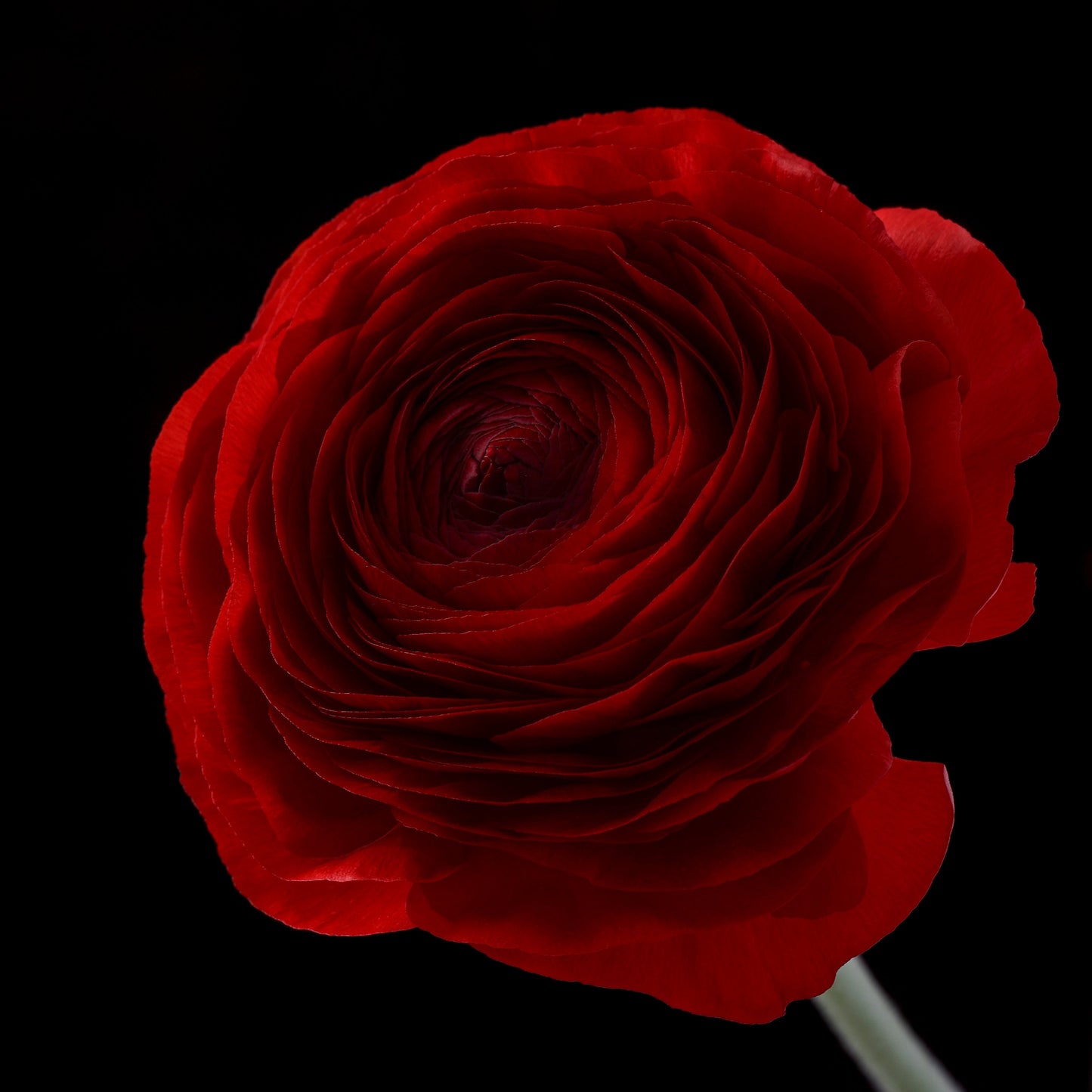 Italian Ranunculus 'Elegance Rosso 346-17' - 25 SEEDS