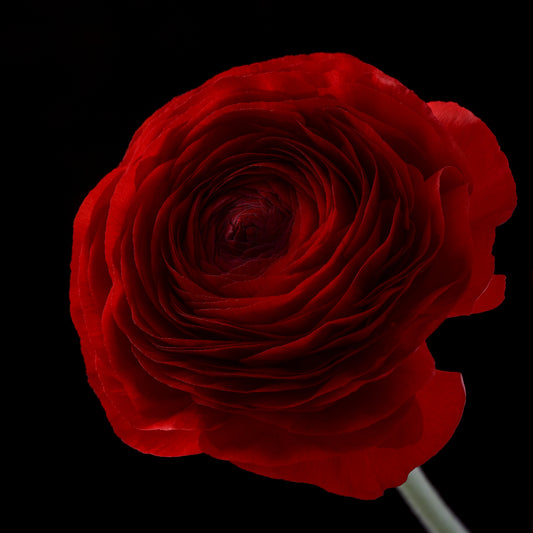 Italian Ranunculus 'Elegance Rosso 346-17' - 25 SEEDS