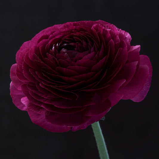 Italian Ranunculus 'Elegance Viola 167-20' - 25 SEEDS