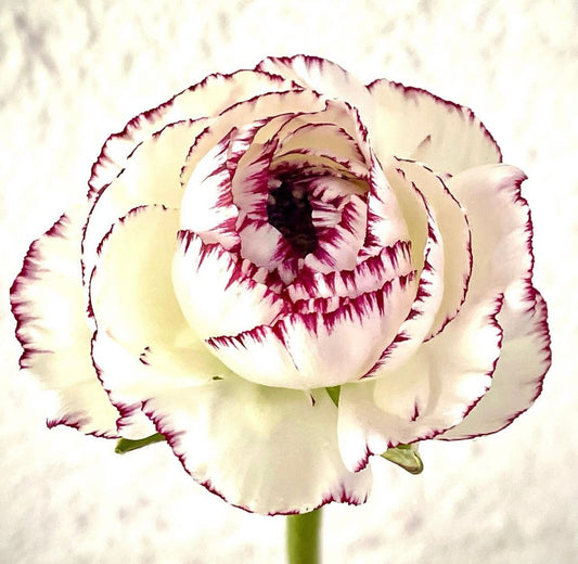 Italian Ranunculus 'Elegance Bianco Striato 67-16' - 25 SEEDS (COMING SOON)