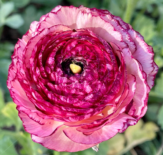 Italian Ranunculus 'Elegance Bianco Striato 48-14' - 25 SEEDS