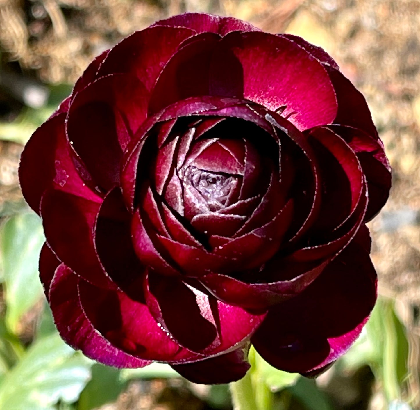 Italian Ranunculus 'Elegance Cioccolato 1581P' - 25 SEEDS