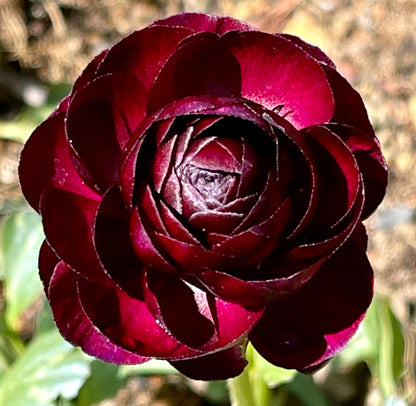 Italian Ranunculus 'Elegance Cioccolato 1581P' - 25 SEEDS