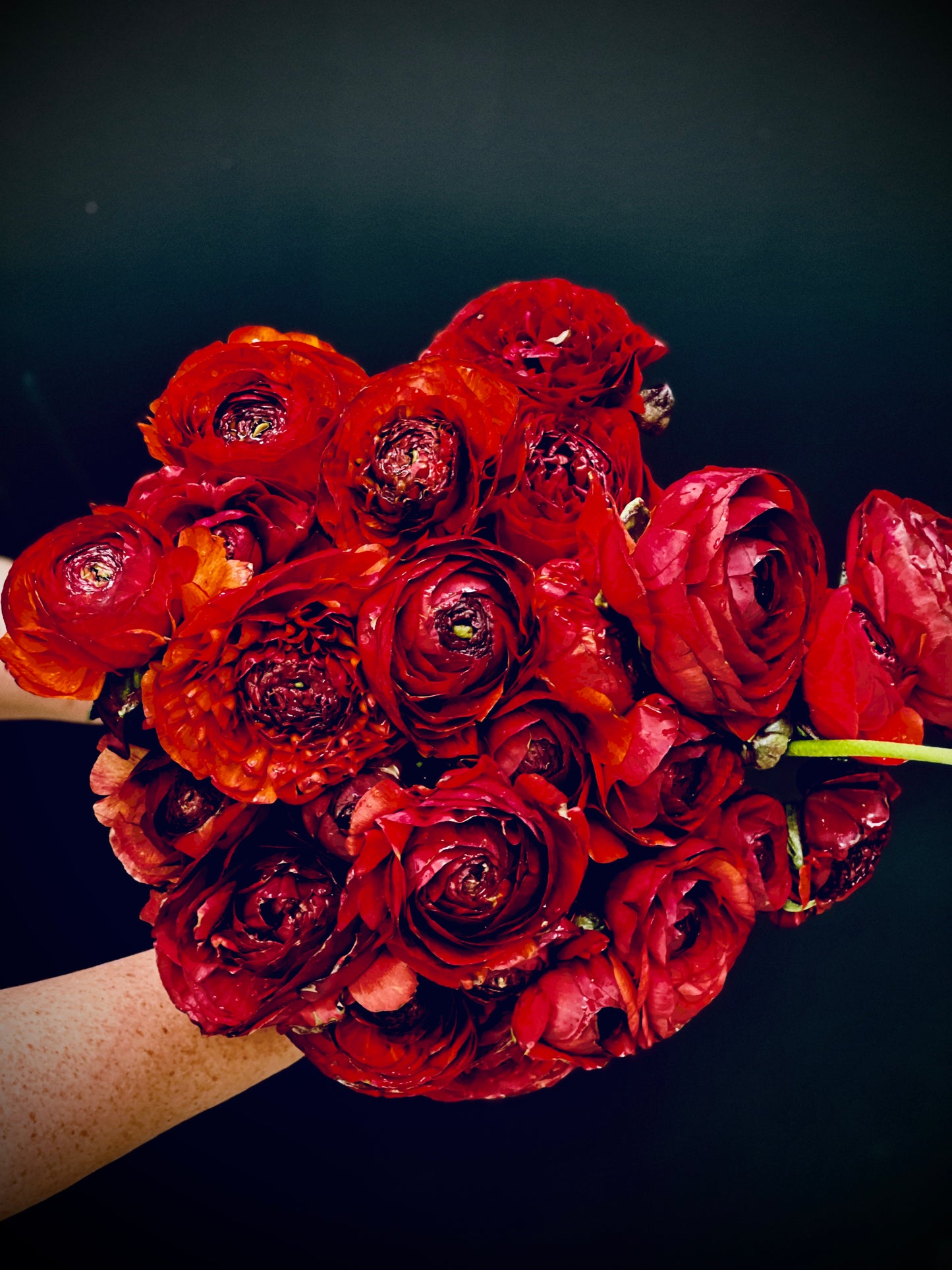 Italian Ranunculus 'Elegance Cioccolato 1581P' - 25 SEEDS