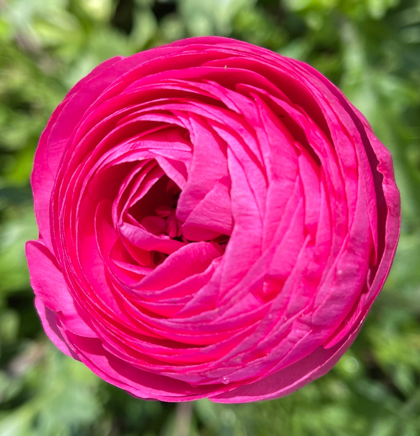 Italian Ranunculus 'Elegance Hot Pink 722-12' - 25 SEEDS