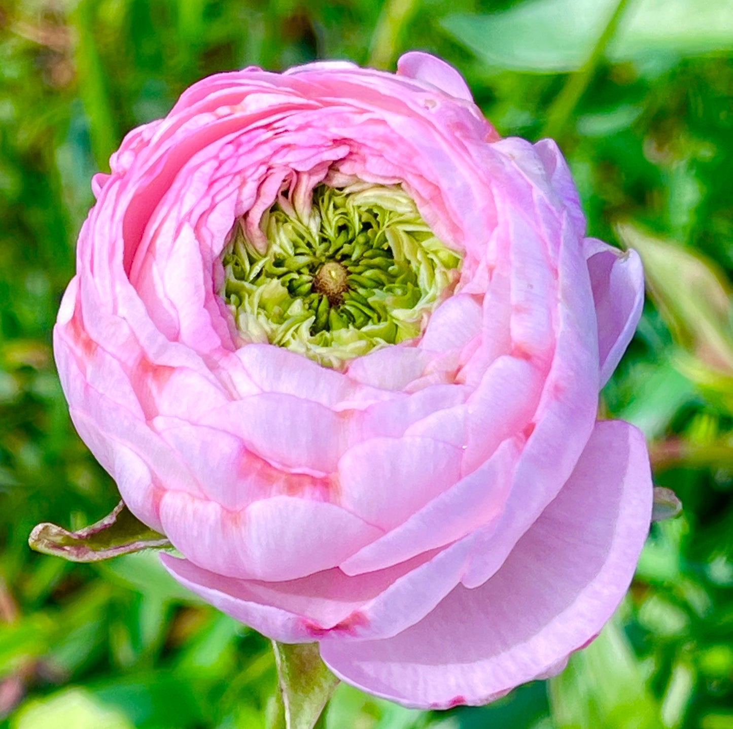 Italian Ranunculus 'Elegance Rosa Chiaro 77-15' - 25 SEEDS