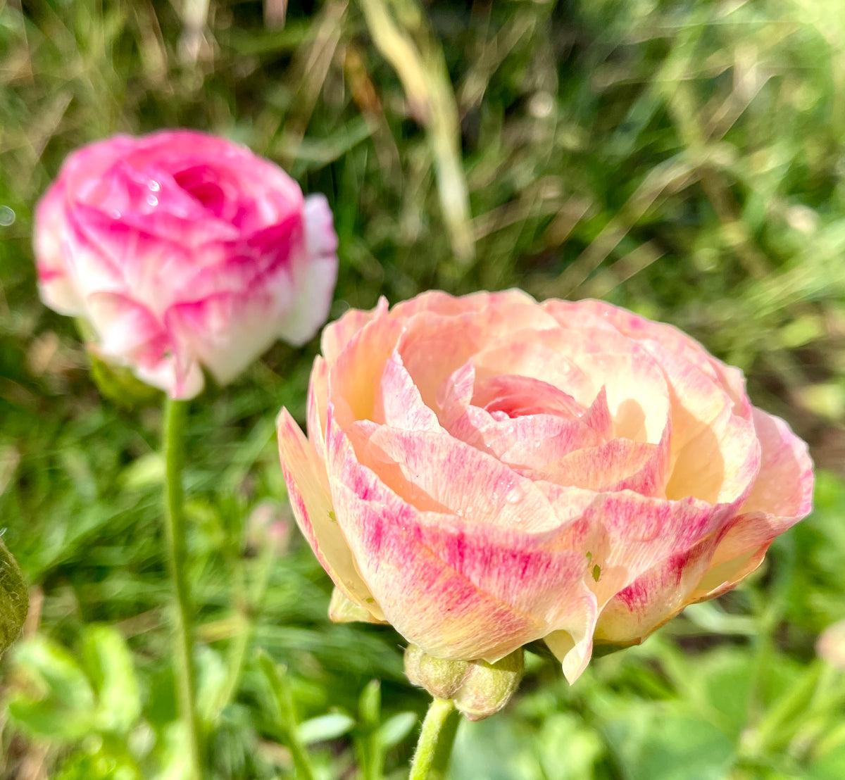 Italian Ranunculus Vs Ranunculus My Ranunculus Collection – Southern Highlands Flower Farm