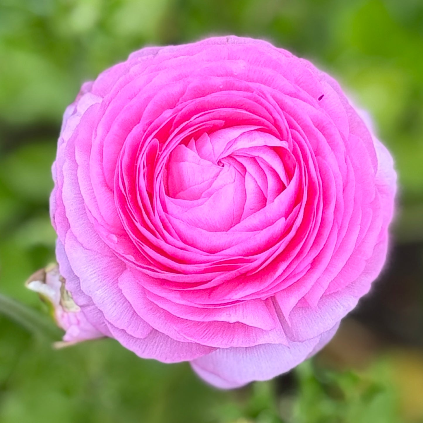 Italian Ranunculus 'Rosa 89-02' - 5 CORMS