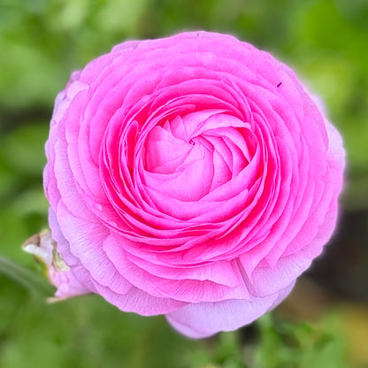 Italian Ranunculus 'Rosa 89-02' - 5 CORMS