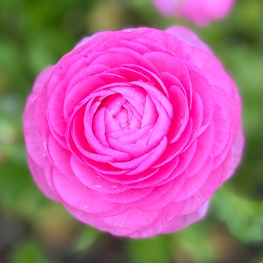 Italian Ranunculus 'Rosa 89-02' - 5 CORMS