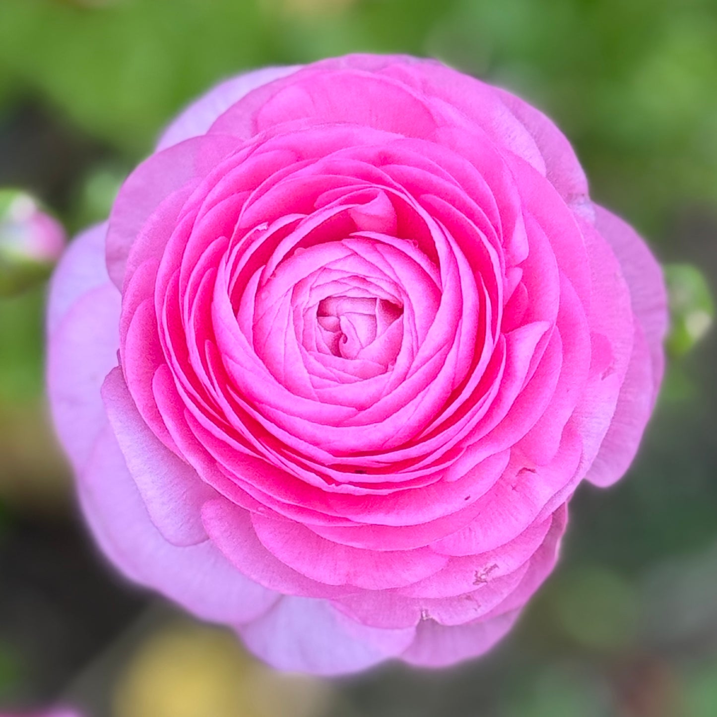 Italian Ranunculus 'Rosa 89-02' - 5 CORMS