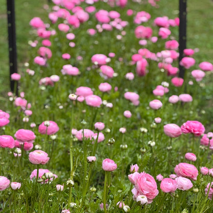Italian Ranunculus 'Rosa Chiaro 2P10' - 5 CORMS