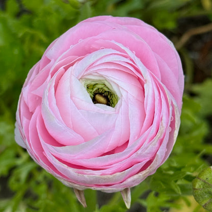 Italian Ranunculus 'Rosa Chiaro 2P10' - 5 CORMS