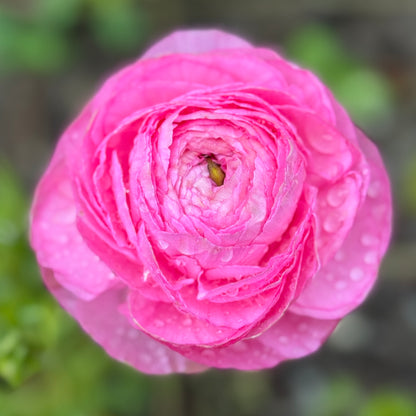 Italian Ranunculus 'Rosa Chiaro 77-15' - 5 CORMS