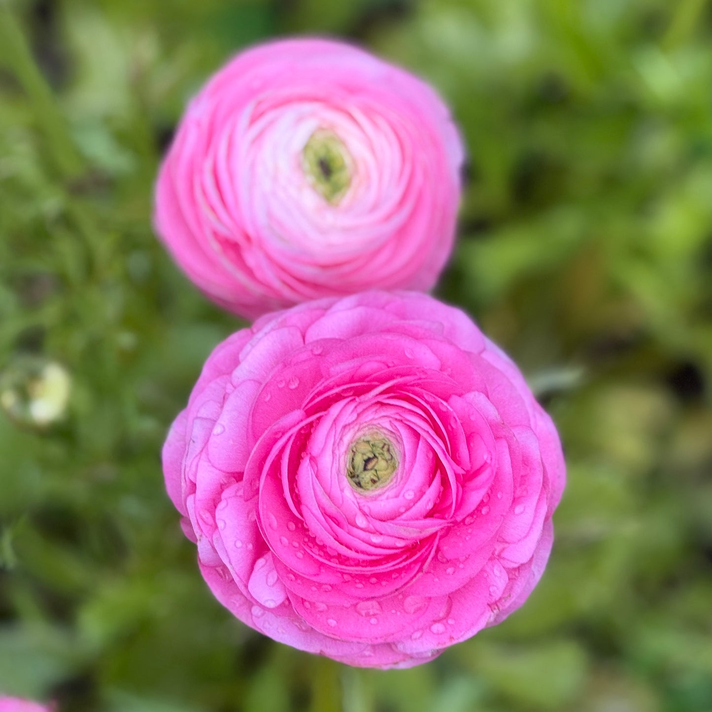 Italian Ranunculus 'Rosa Chiaro 77-15' - 5 CORMS