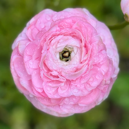 Italian Ranunculus 'Rosa Chiaro 77-15' - 5 CORMS