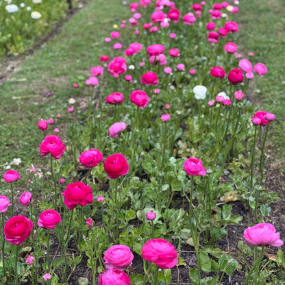 Italian Ranunculus 'Rosa Scuro 93-10' - 5 CORMS
