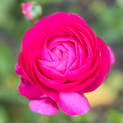 Italian Ranunculus 'Rosa Scuro 93-10' - 5 CORMS