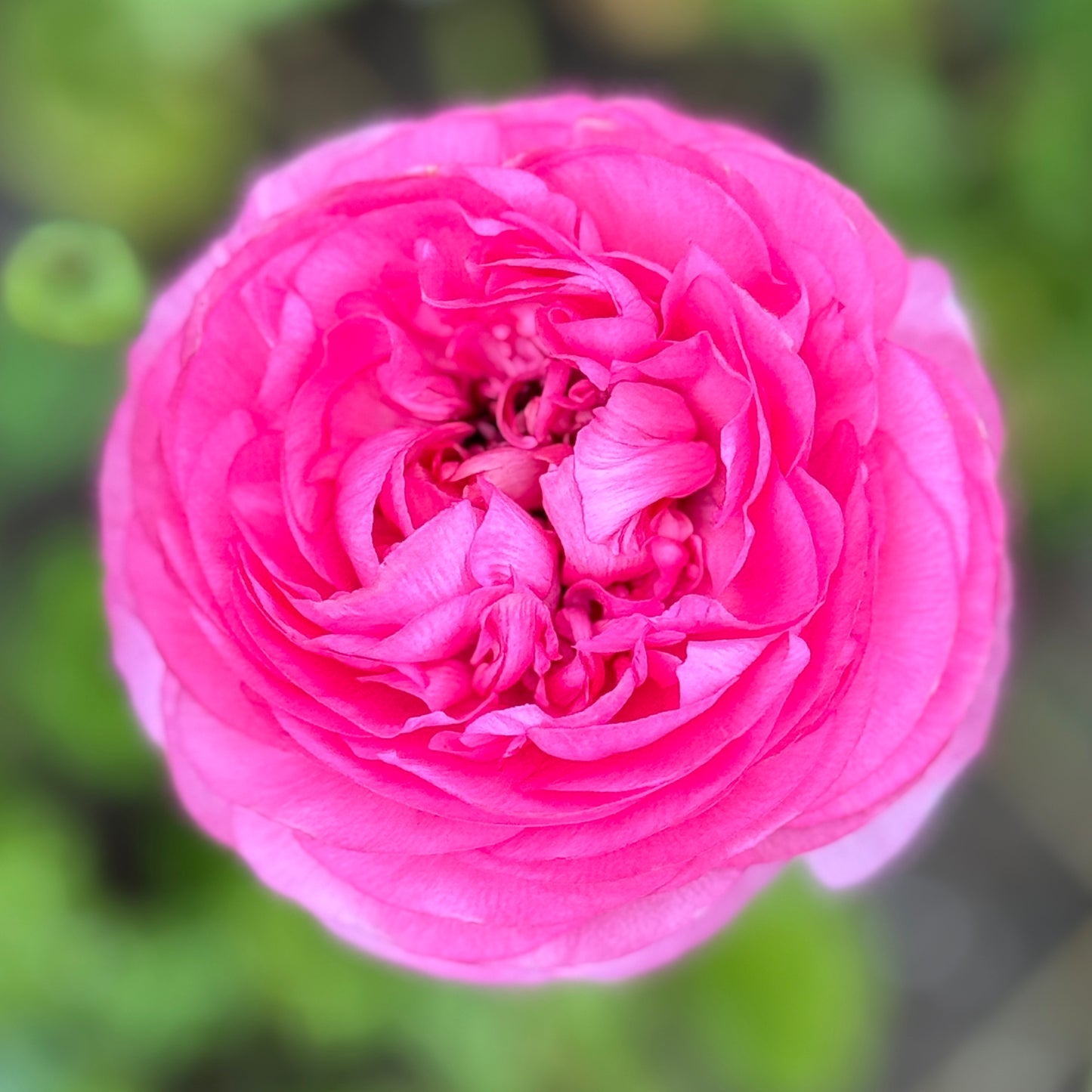 Italian Ranunculus 'Rosa Scuro 93-10' - 5 CORMS