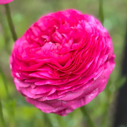 Italian Ranunculus 'Rosa Scuro 93-10' - 5 CORMS