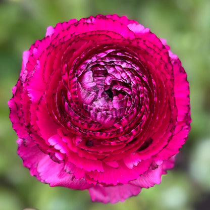 Italian Ranunculus 'Rosa Striato 69-16' - 5 CORMS