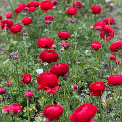 Italian Ranunculus 'Rosso 154-10' - 5 CORMS