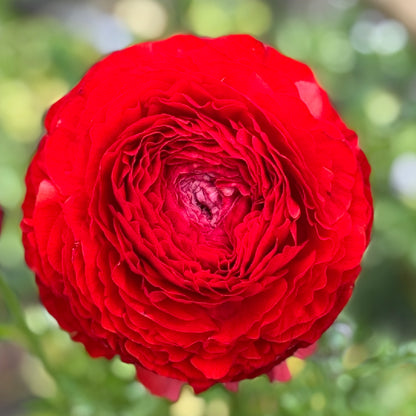 Italian Ranunculus 'Rosso 154-10' - 5 CORMS