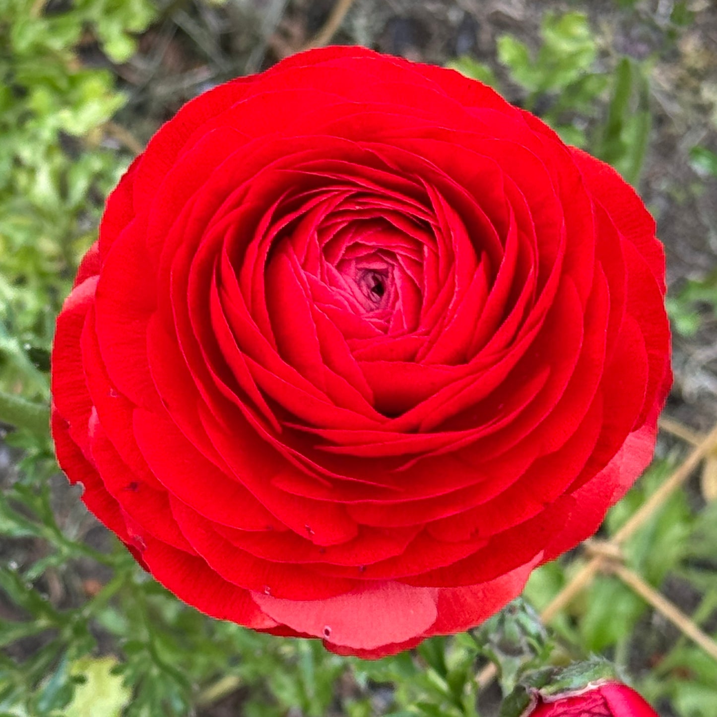 Italian Ranunculus 'Rosso 154-10' - 5 CORMS