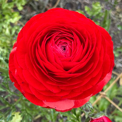 Italian Ranunculus 'Rosso 154-10' - 5 CORMS