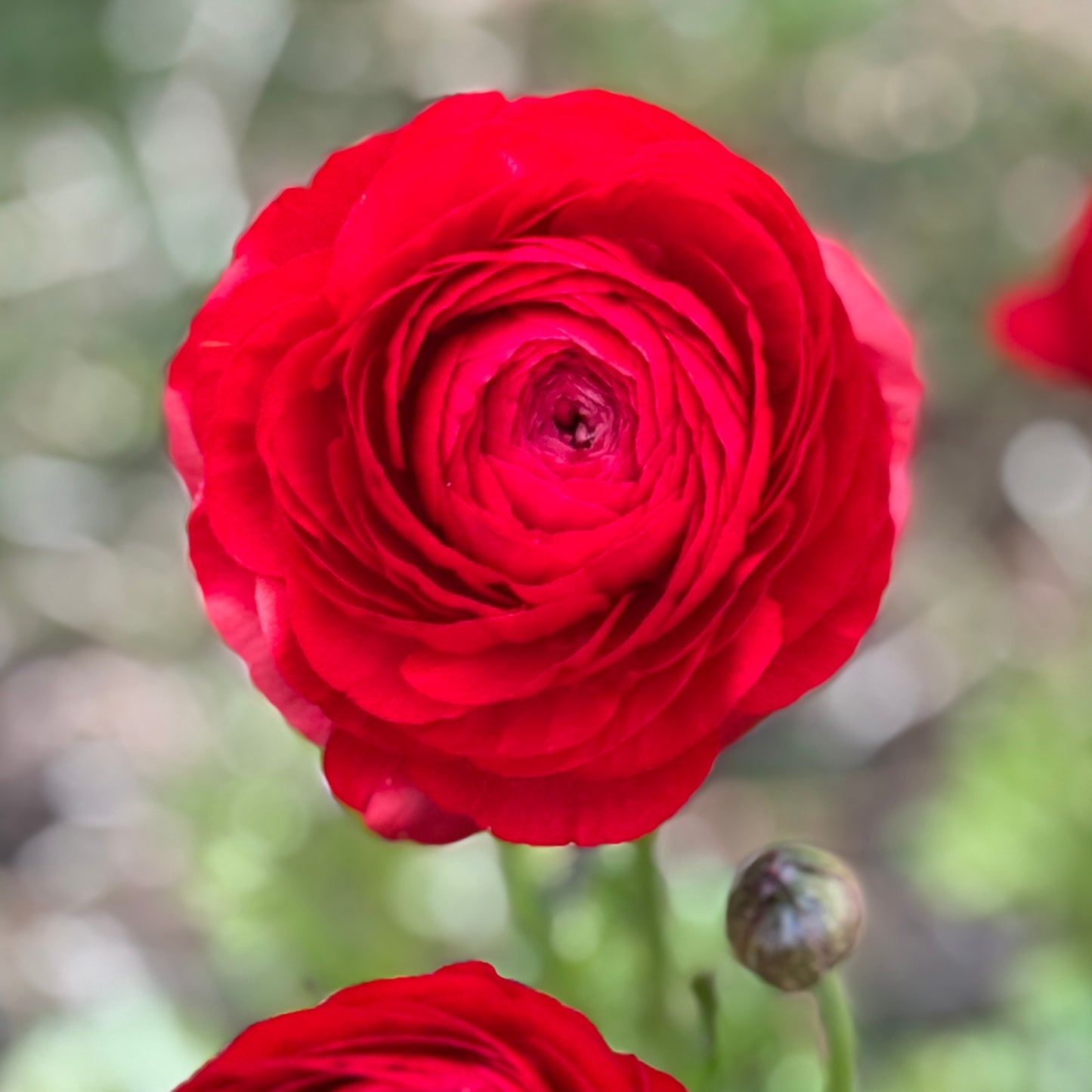 Italian Ranunculus 'Rosso 154-10' - 5 CORMS