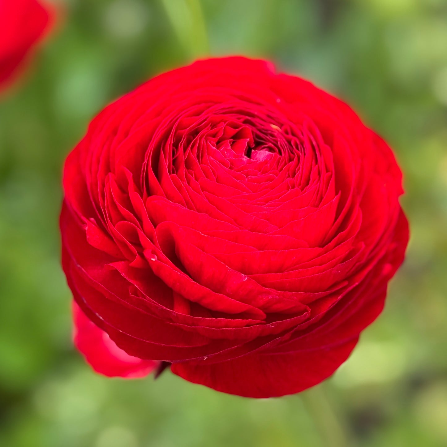 Italian Ranunculus 'Rosso 154-10' - 5 CORMS