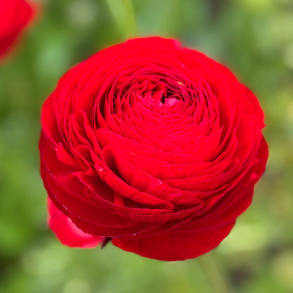 Italian Ranunculus 'Rosso 154-10' - 5 CORMS