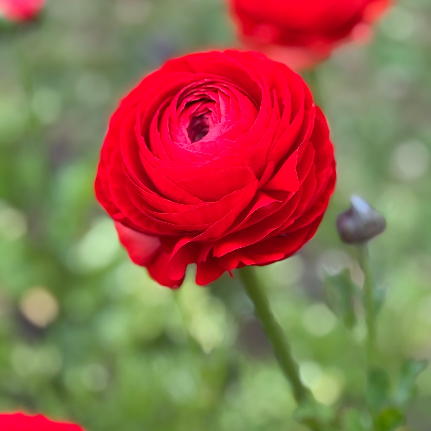 Italian Ranunculus 'Rosso 154-10' - 5 CORMS