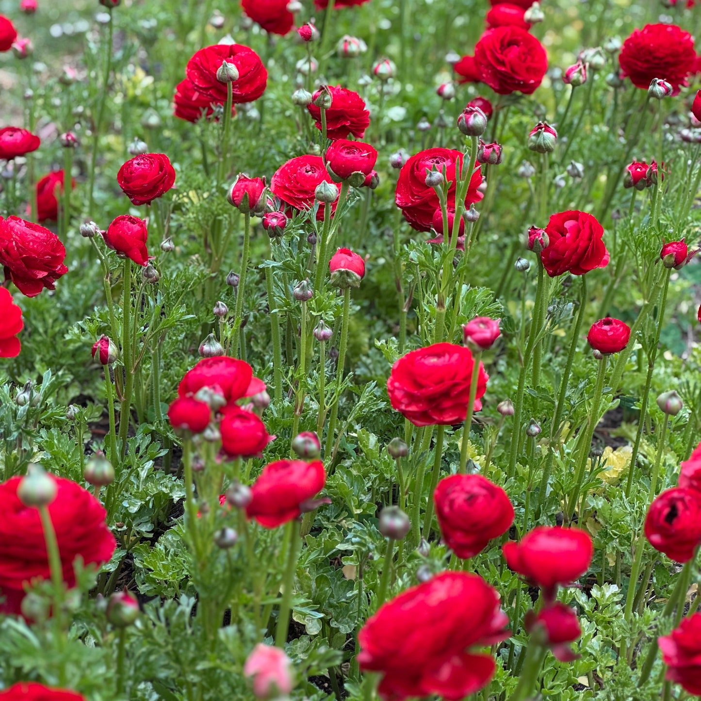 Italian Ranunculus 'Rosso 99-5' - 5 CORMS