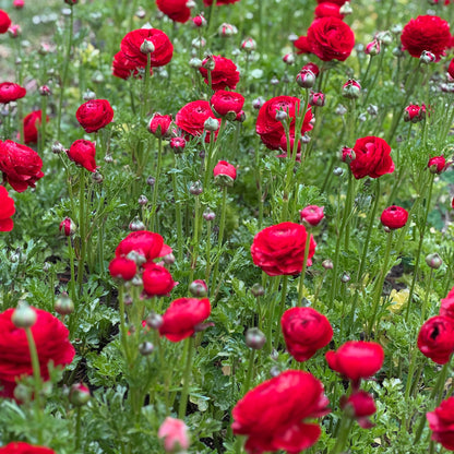 Italian Ranunculus 'Rosso 99-5' - 5 CORMS