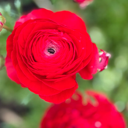 Italian Ranunculus 'Rosso 99-5' - 5 CORMS