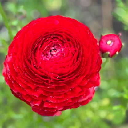 Italian Ranunculus 'Rosso 99-5' - 5 CORMS