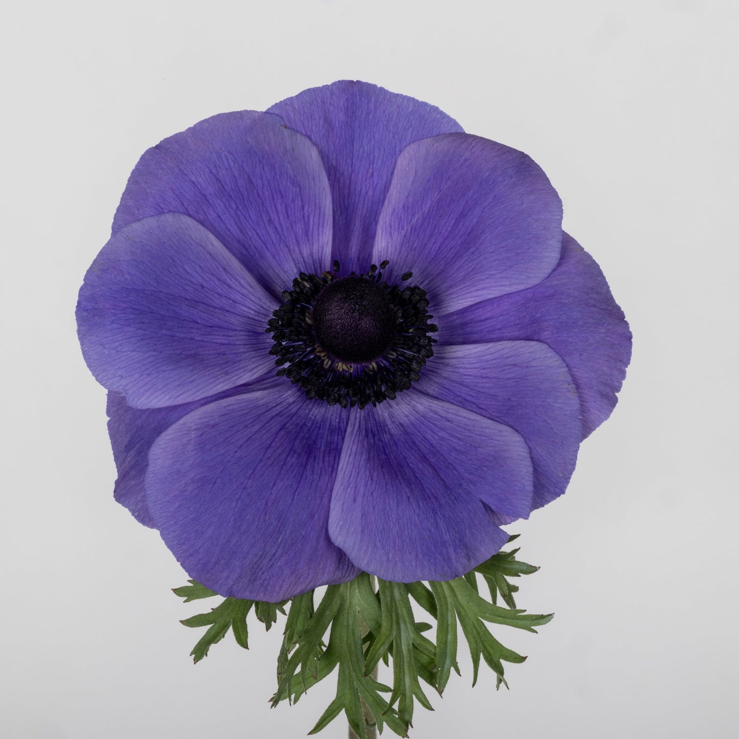 Italian Anemone 'Scirocco Blu' - 25 SEEDS