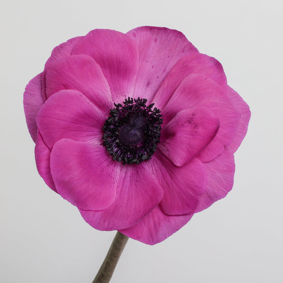 Italian Anemone 'Scirocco Fucsia' - 25 SEEDS
