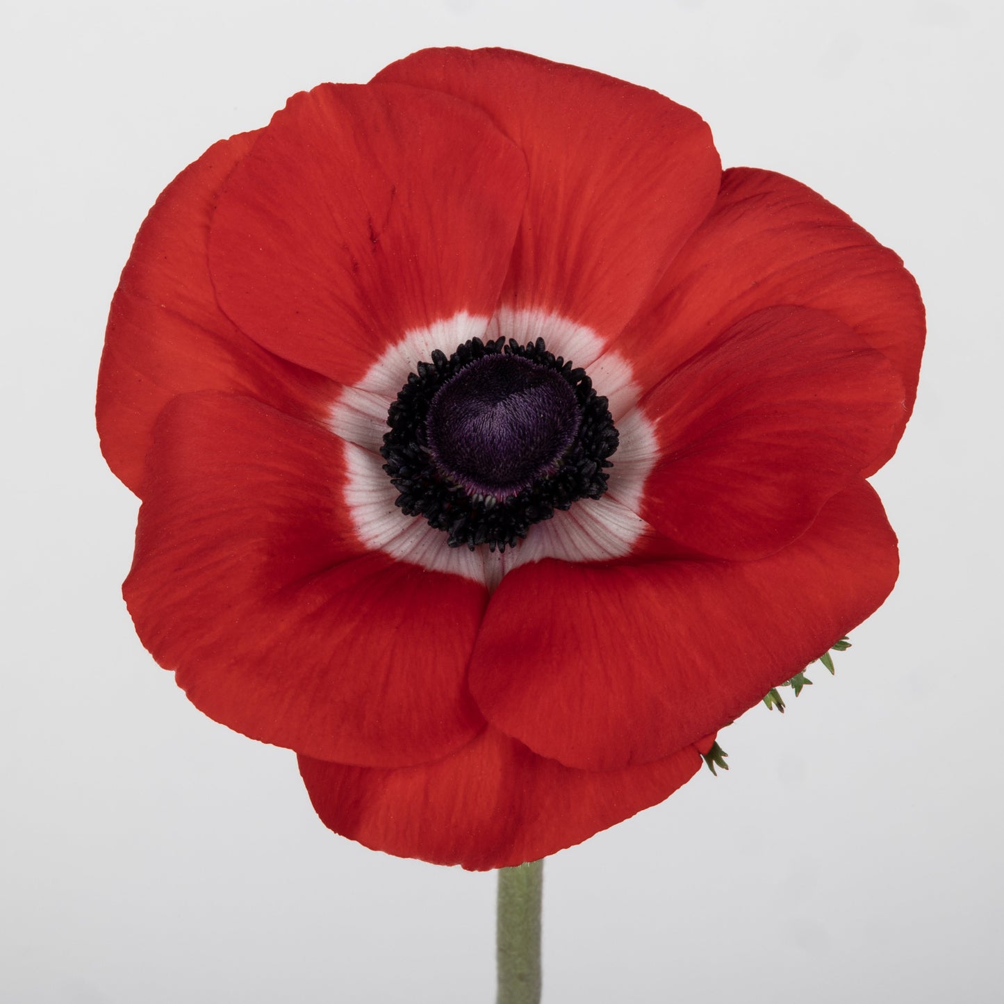Italian Anemone 'Scirocco Rosso' - 25 SEEDS