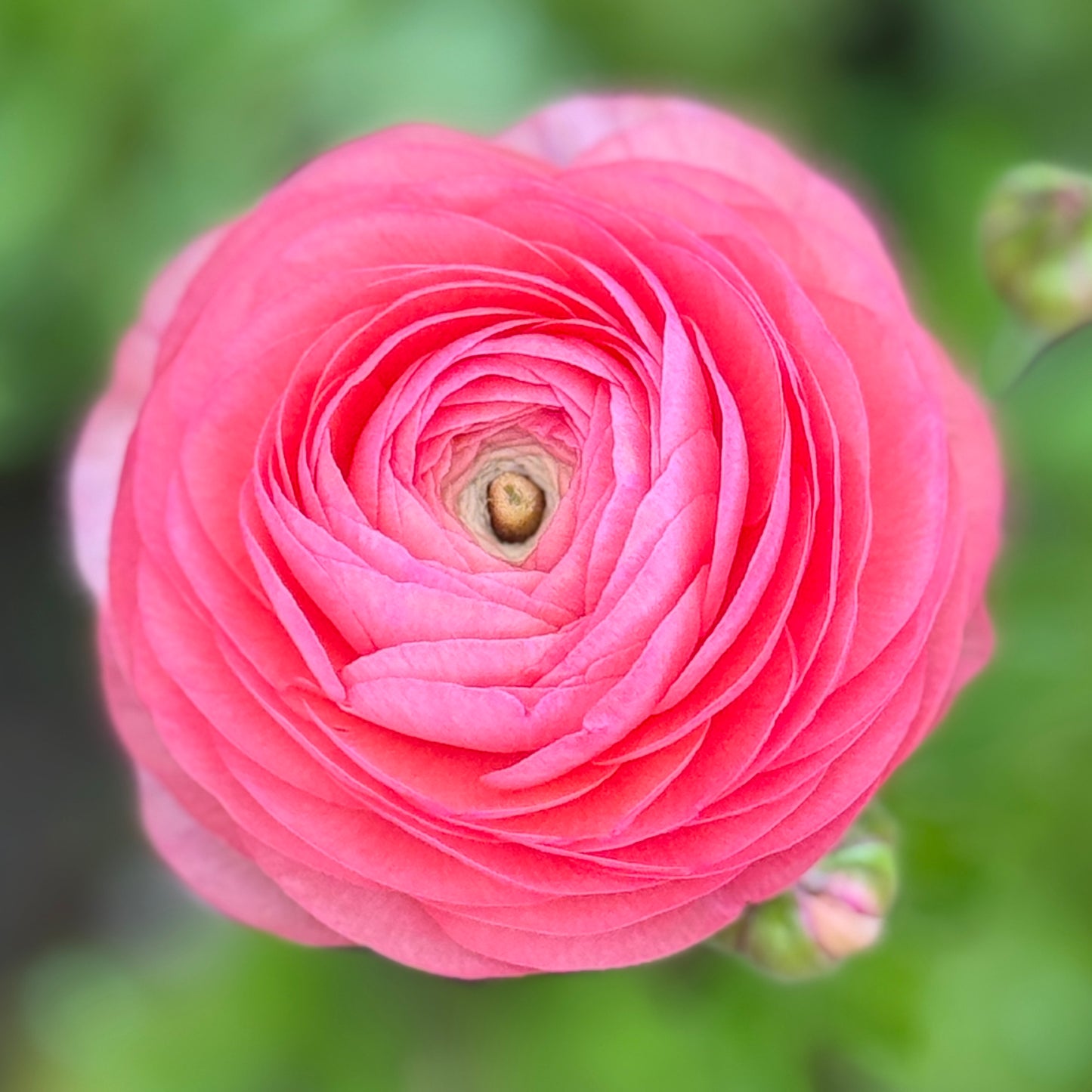 Italian Ranunculus 'Salmone 06' - 5 CORMS