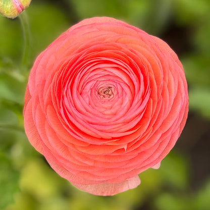Italian Ranunculus 'Salmone 06' - 5 CORMS