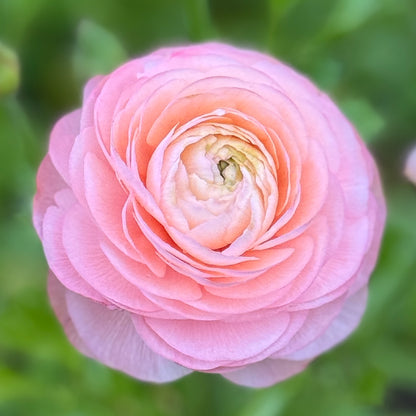 Italian Ranunculus 'Salmone 06' - 5 CORMS