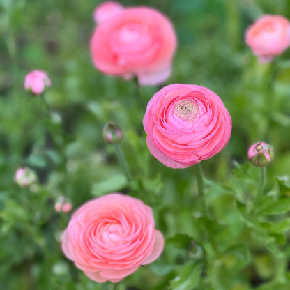 Italian Ranunculus 'Salmone 06' - 5 CORMS