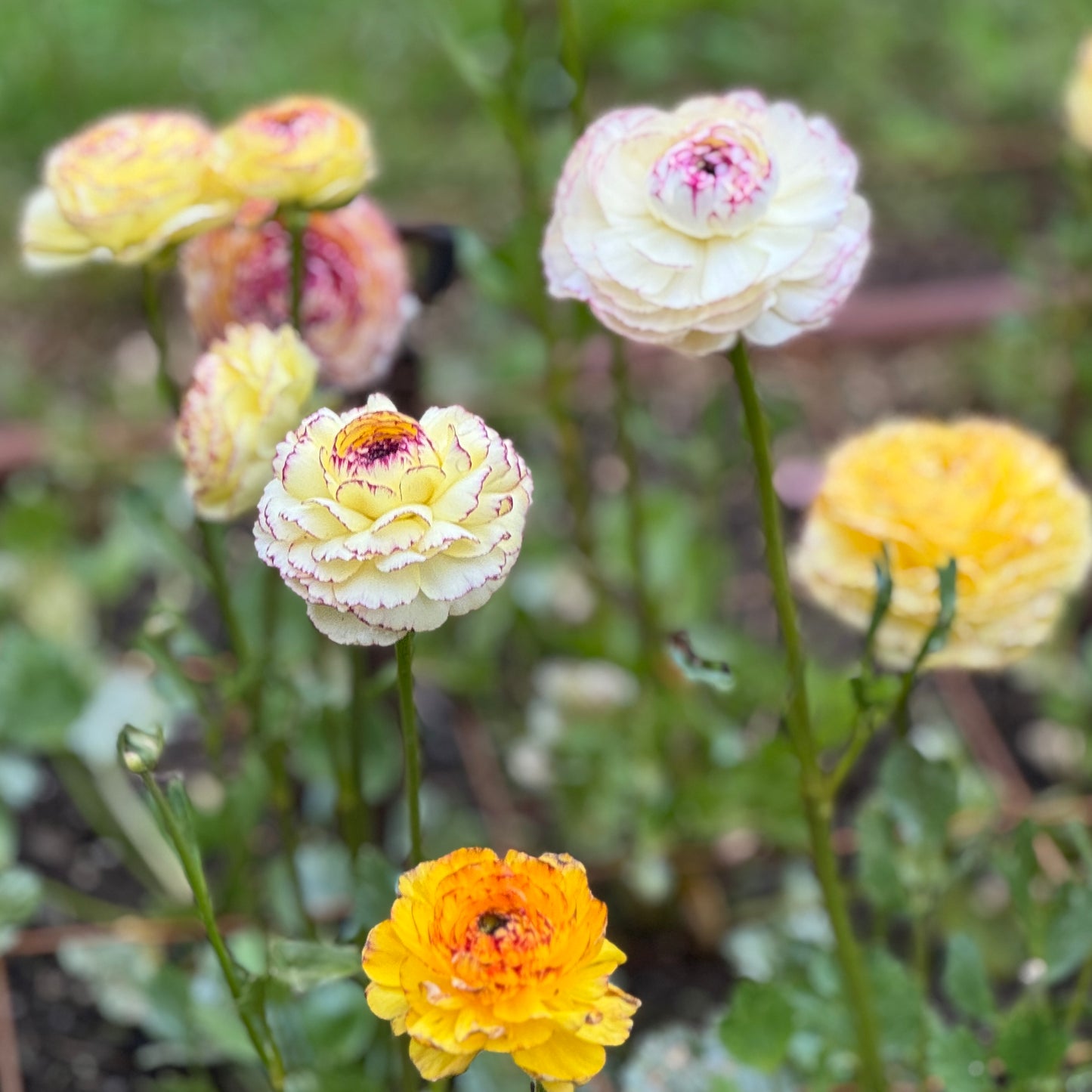 Italian Ranunculus 'Tiger Mix' - 5 CORMS