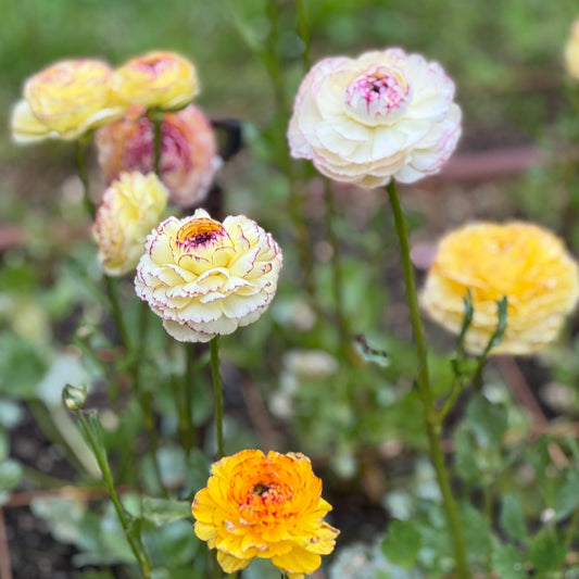 Italian Ranunculus 'Tiger Mix' - 5 CORMS