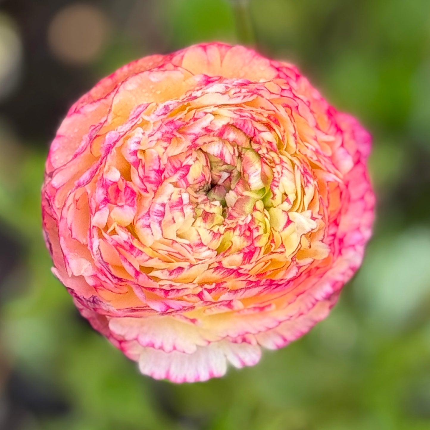 Italian Ranunculus 'Tiger Mix' - 5 CORMS